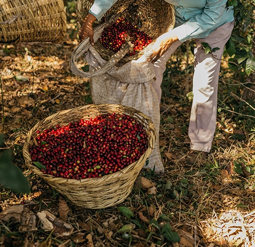 person picking coffee beans